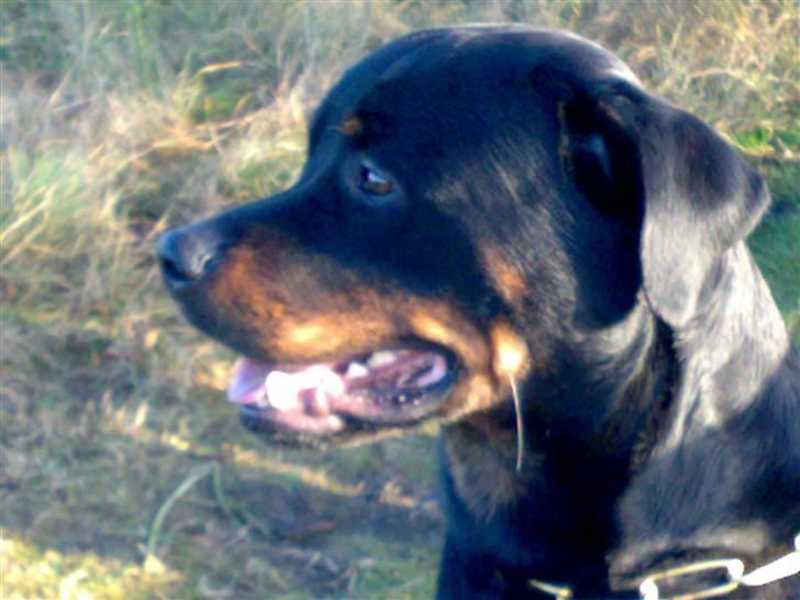 Rottweiler Sostack`s Dian R.I.P - Mig i profil:-) billede 18