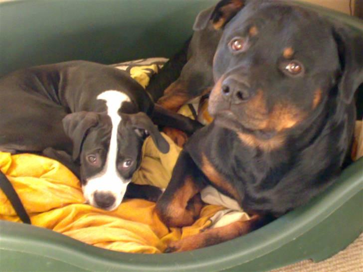 Rottweiler Sostack`s Dian R.I.P - Tvangs nedlagt i kurven med den lille ny... BVADR mor!!! billede 19