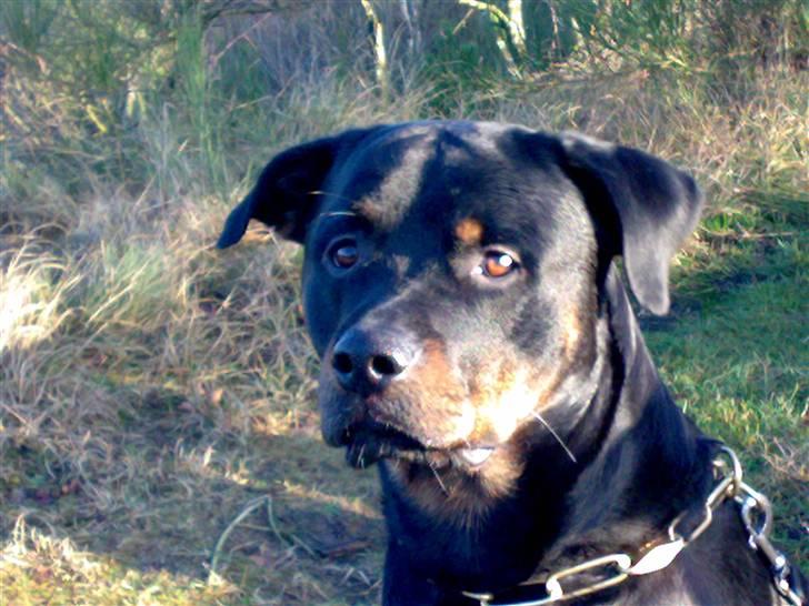 Rottweiler Sostack`s Dian R.I.P - Var d en dame jeg så??? billede 20