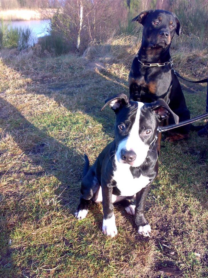 Amerikansk staffordshire terrier Diva - På skovtur.... billede 7