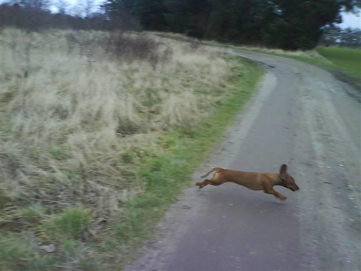 Blanding af racer Trunte - hopla [:. billede 12