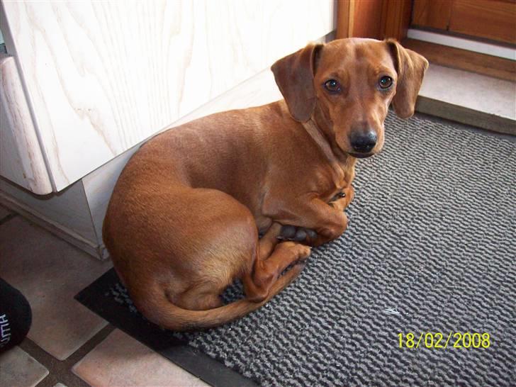 Blanding af racer Trunte billede 13