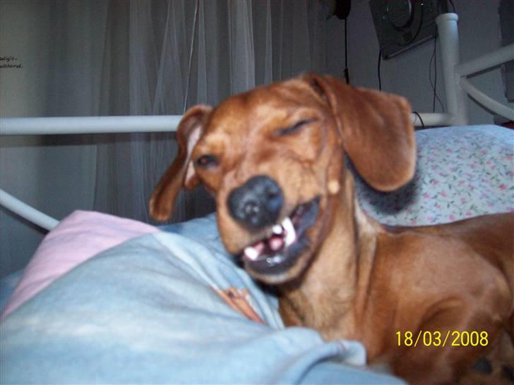 Blanding af racer Trunte - haha, hvor er du bare sjov tænker trunte [:. hun har lige gabt billede 14