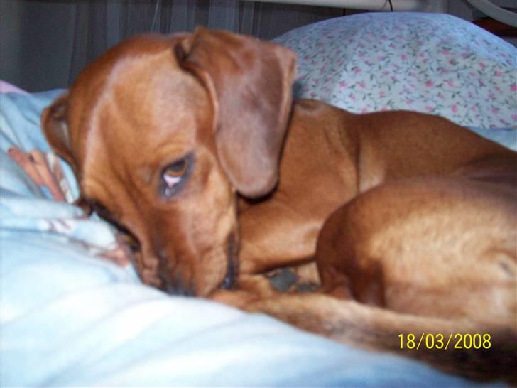 Blanding af racer Trunte - gemmer næsen [: billede 15