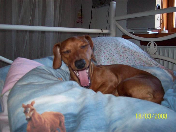 Blanding af racer Trunte - man bliver træt af alt det fotografering [:.<3 billede 16