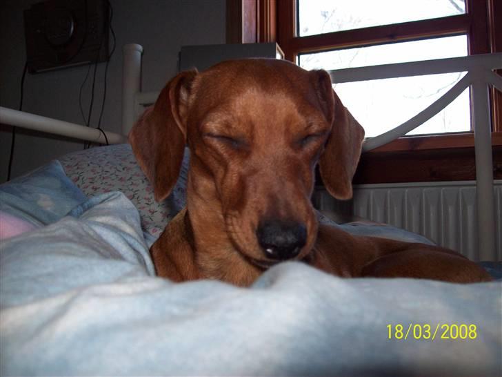 Blanding af racer Trunte - hun sover næsten <3 billede 17