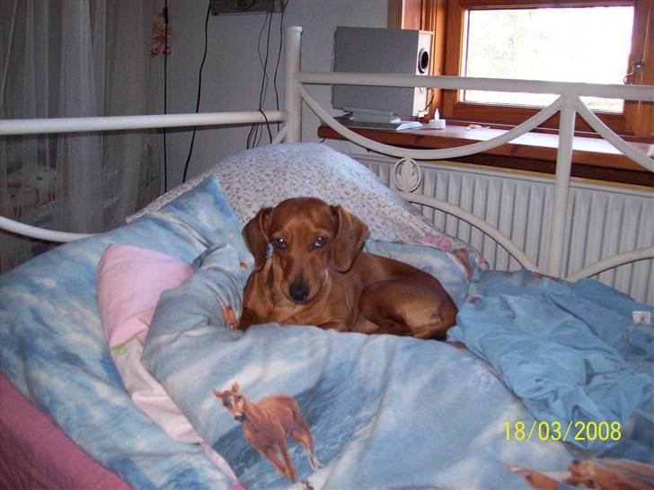 Blanding af racer Trunte - trunte ligger i min seng.. billede 18