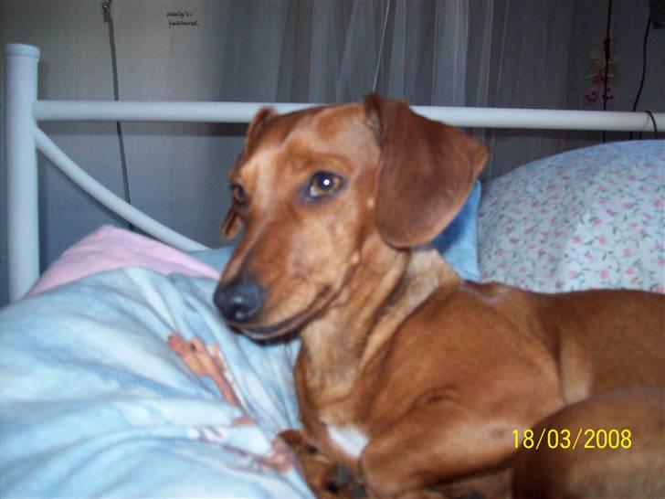 Blanding af racer Trunte - kigger[:. billede 19