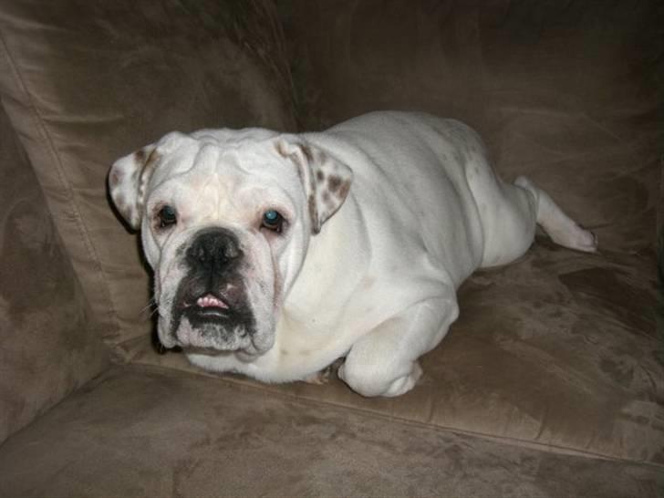 Engelsk bulldog Frank *R.i.p* billede 1