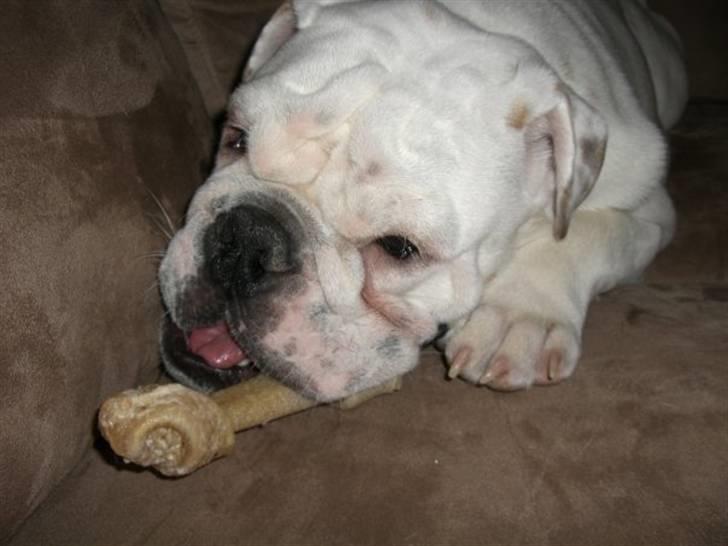 Engelsk bulldog Frank *R.i.p* billede 2