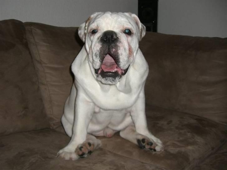 Engelsk bulldog Frank *R.i.p* billede 3