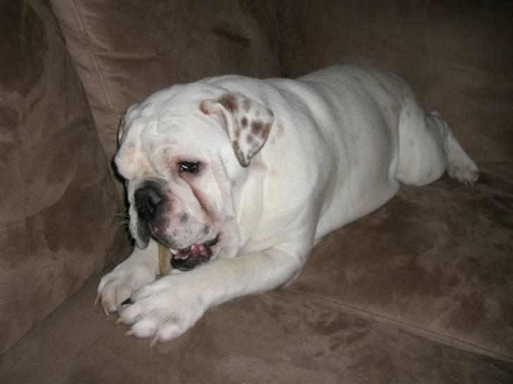 Engelsk bulldog Frank *R.i.p* billede 4