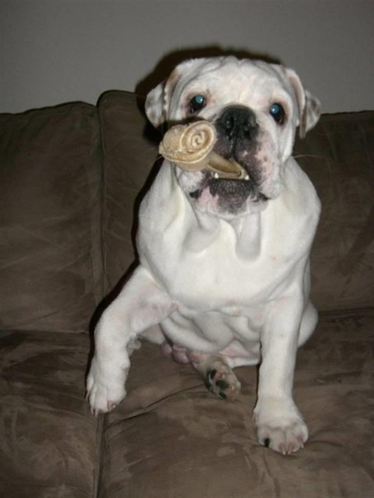 Engelsk bulldog Frank *R.i.p* billede 5
