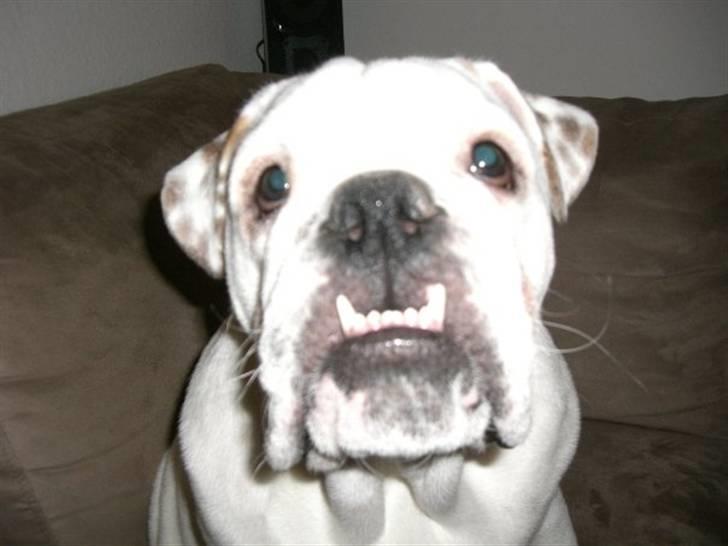 Engelsk bulldog Frank *R.i.p* billede 6