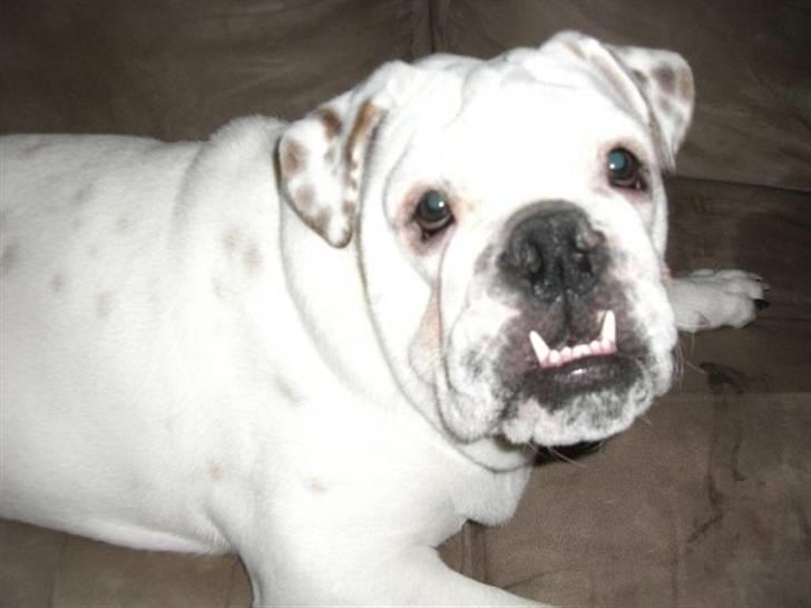 Engelsk bulldog Frank *R.i.p* billede 7