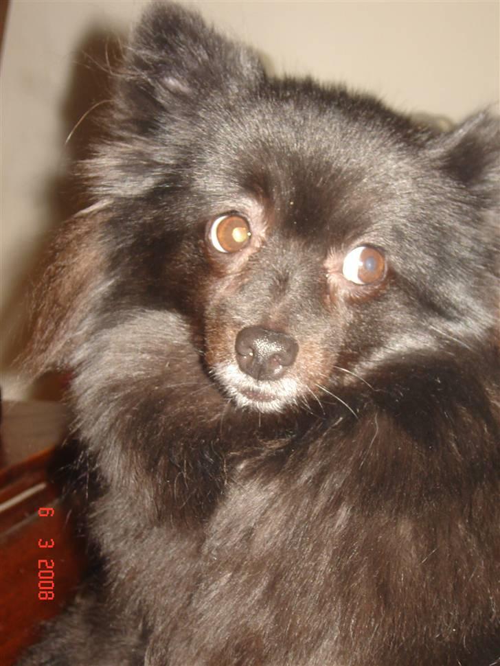 Kleinspitz bekki billede 20