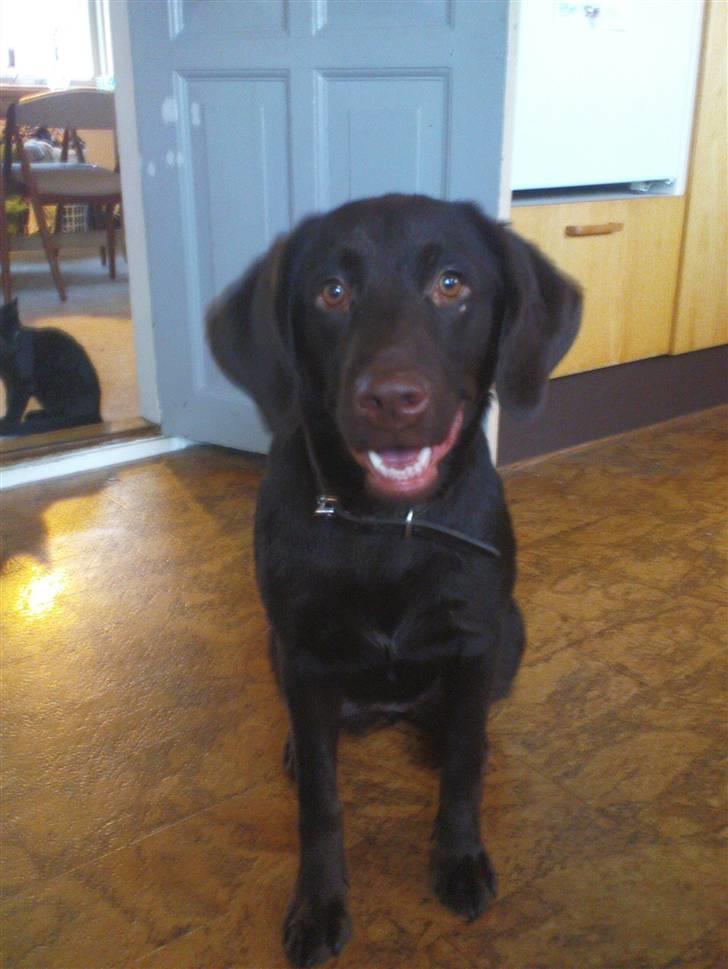 Labrador retriever Tanni<3 billede 10