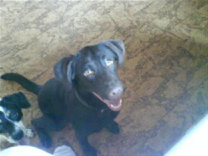 Labrador retriever Tanni<3 billede 12
