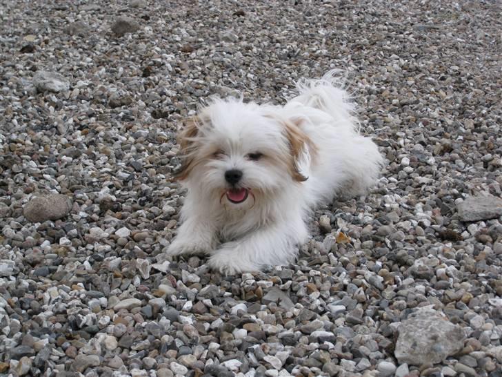 Blanding af racer Nemo - Nemo er meget fotogen billede 1