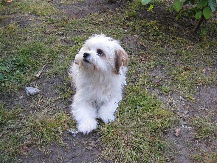 Blanding af racer Nemo billede 2