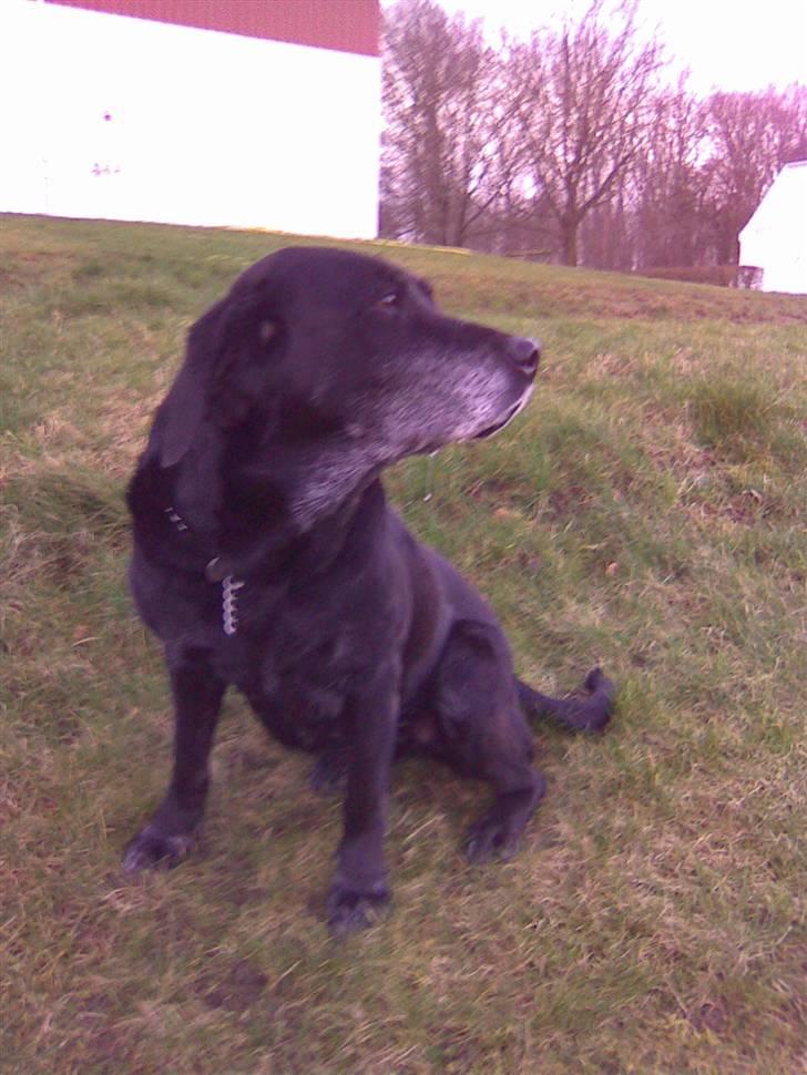 Labrador retriever Dolly *RIP* <3 billede 11