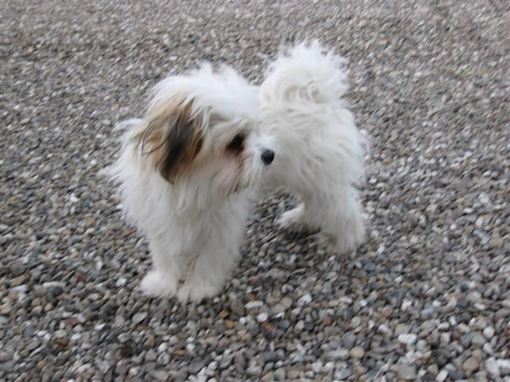 Blanding af racer Nemo billede 3