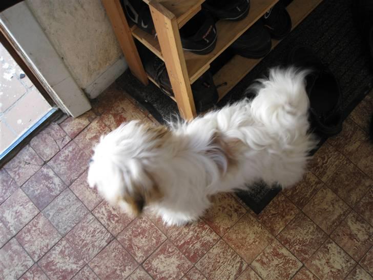 Blanding af racer Nemo billede 4