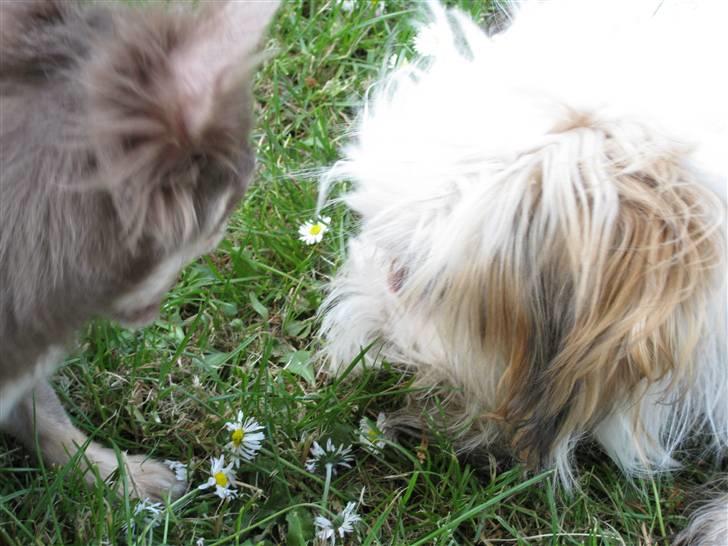 Blanding af racer Nemo billede 5