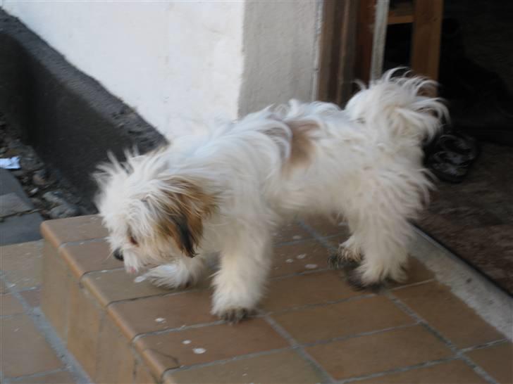 Blanding af racer Nemo billede 6