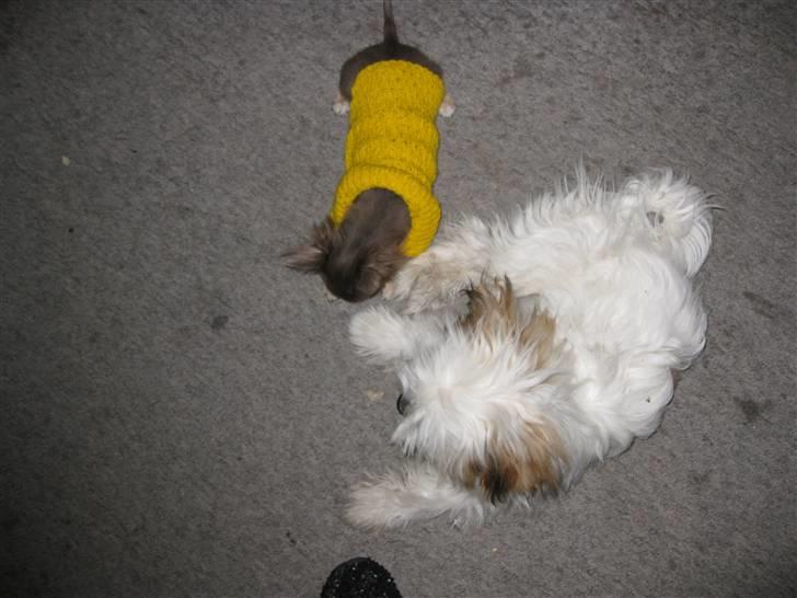 Blanding af racer Nemo billede 7