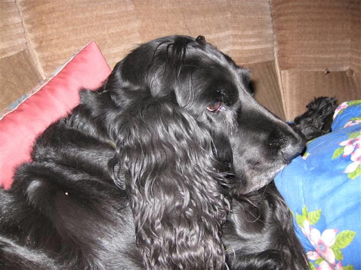 Cocker spaniel Rosie R.I.P 8-10-2008 billede 2