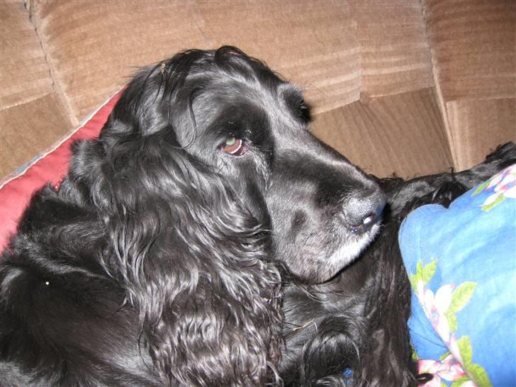 Cocker spaniel Rosie R.I.P 8-10-2008 billede 3