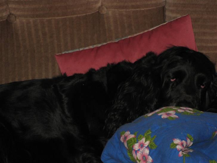 Cocker spaniel Rosie R.I.P 8-10-2008 billede 4