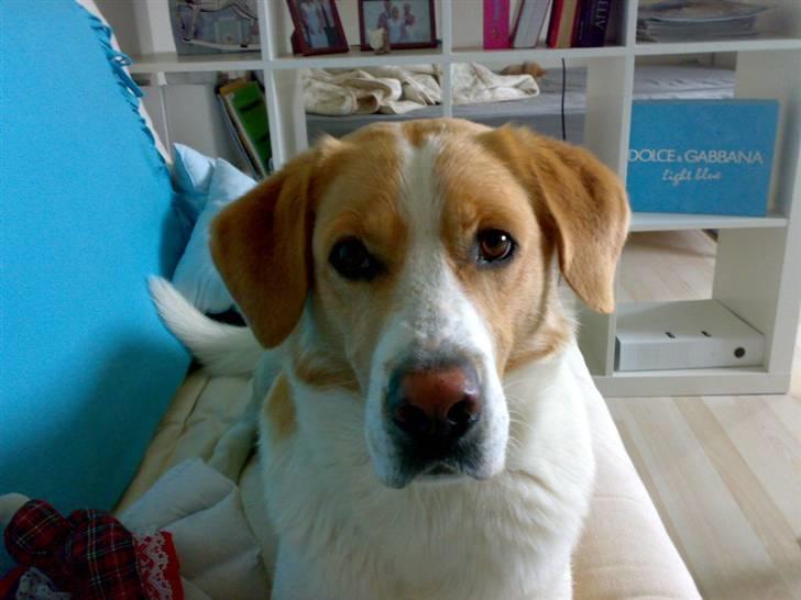 Blanding af racer Kato - basse :o billede 18