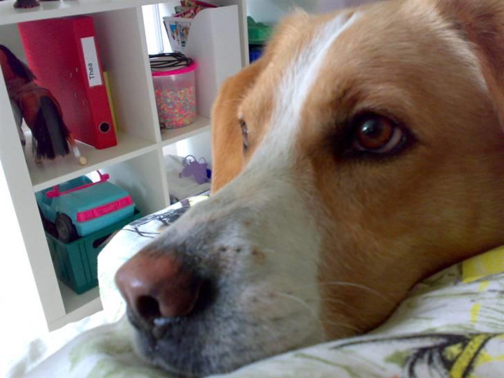 Blanding af racer Kato - puttegøj :-* billede 19