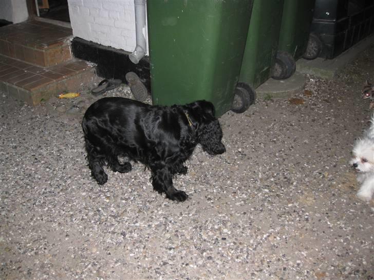 Cocker spaniel Rosie R.I.P 8-10-2008 billede 5