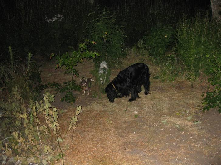 Cocker spaniel Rosie R.I.P 8-10-2008 billede 6