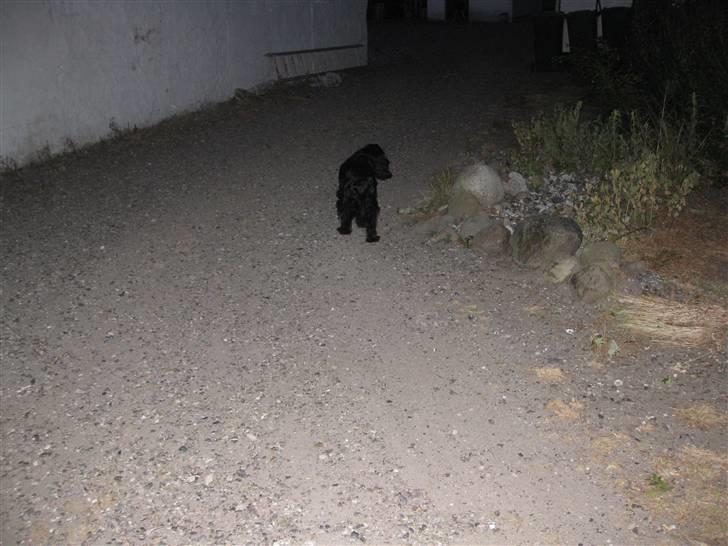 Cocker spaniel Rosie R.I.P 8-10-2008 billede 7