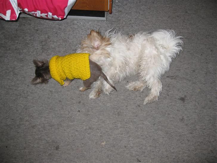 Blanding af racer Nemo billede 8