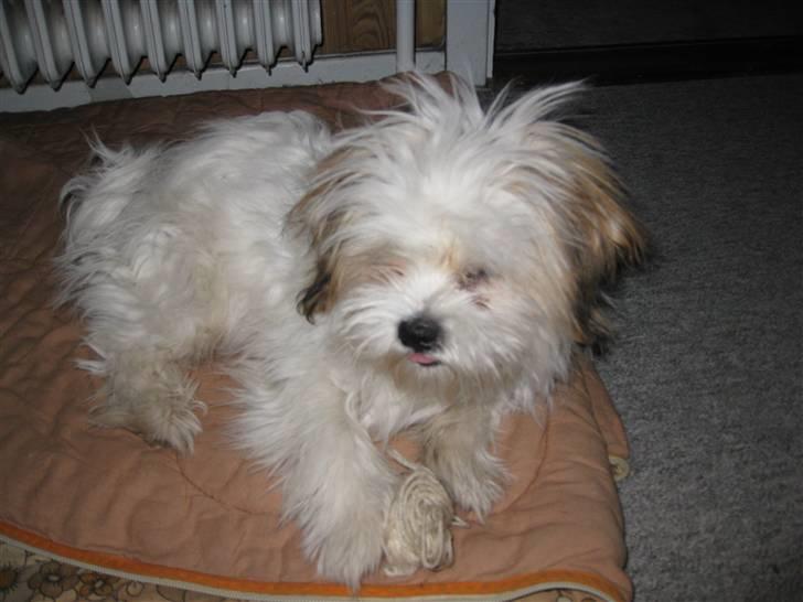 Blanding af racer Nemo billede 9