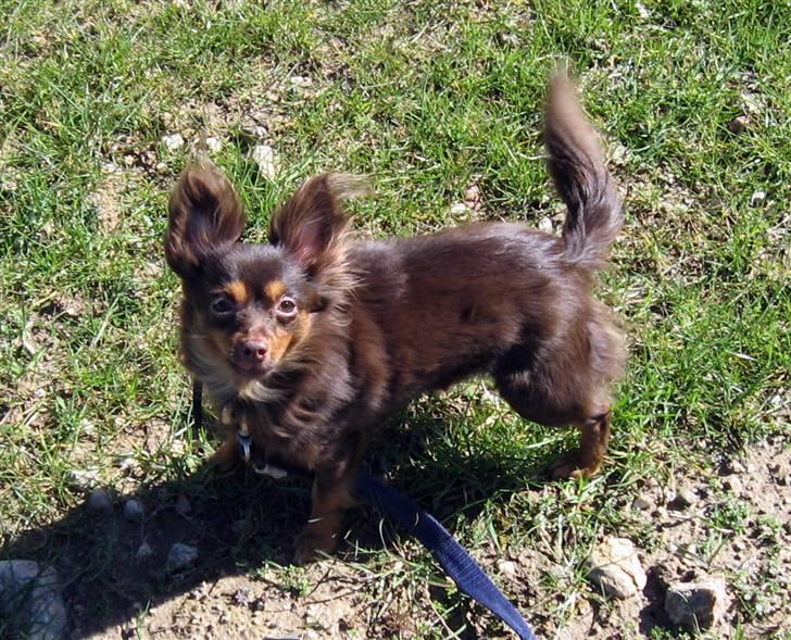 Chihuahua Diva billede 8