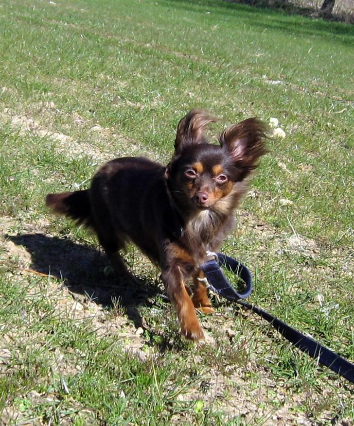 Chihuahua Diva billede 9