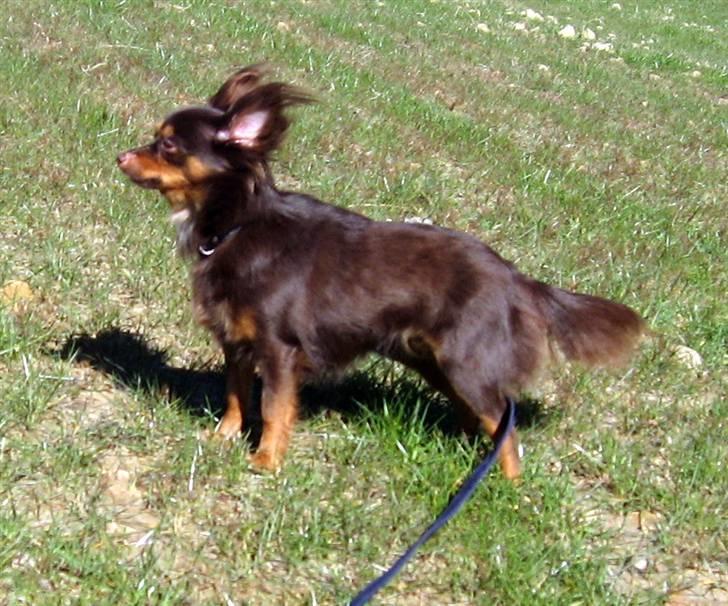 Chihuahua Diva billede 10