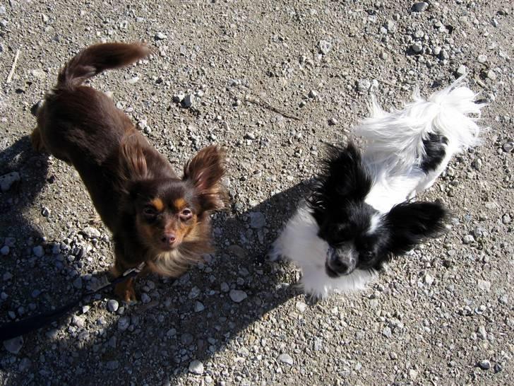 Chihuahua Diva billede 11