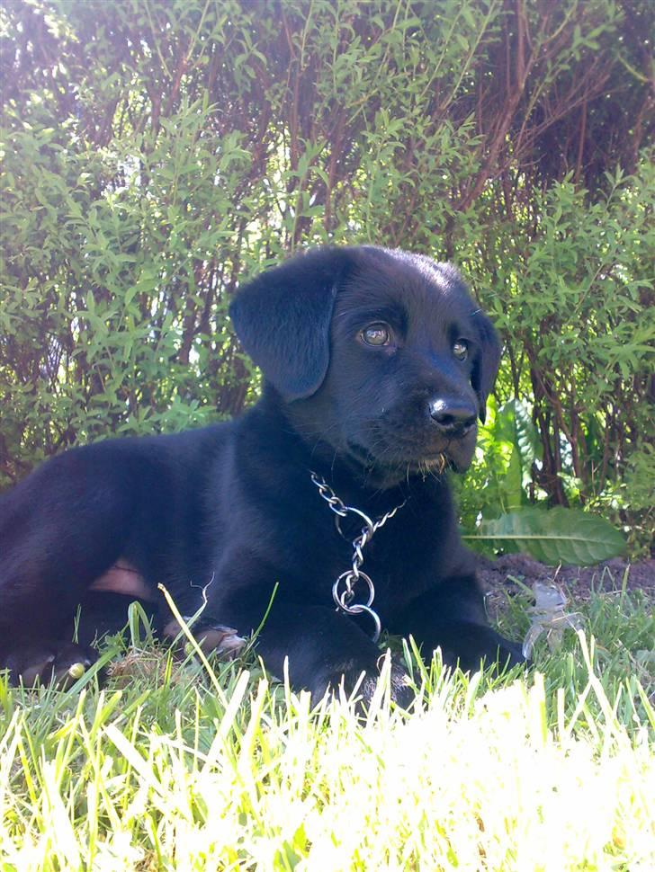 Labrador retriever Bamse <3 R.I.P  - Som jeg er nu :D billede 1