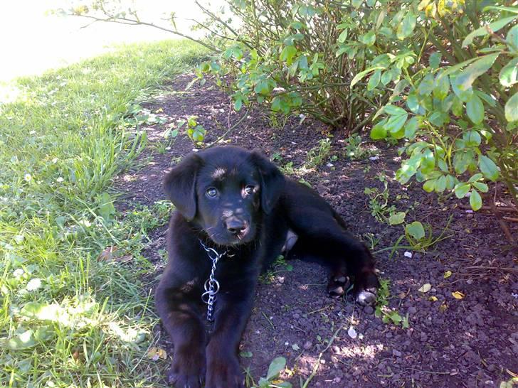 Labrador retriever Bamse <3 R.I.P  - Som jeg er nu :D billede 2