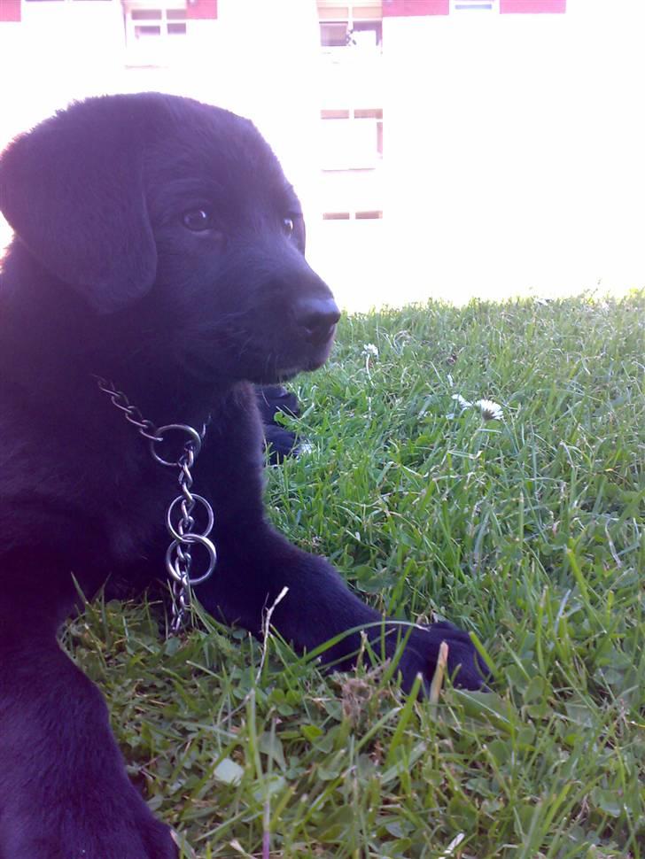 Labrador retriever Bamse <3 R.I.P  - Som jeg er nu :D billede 3