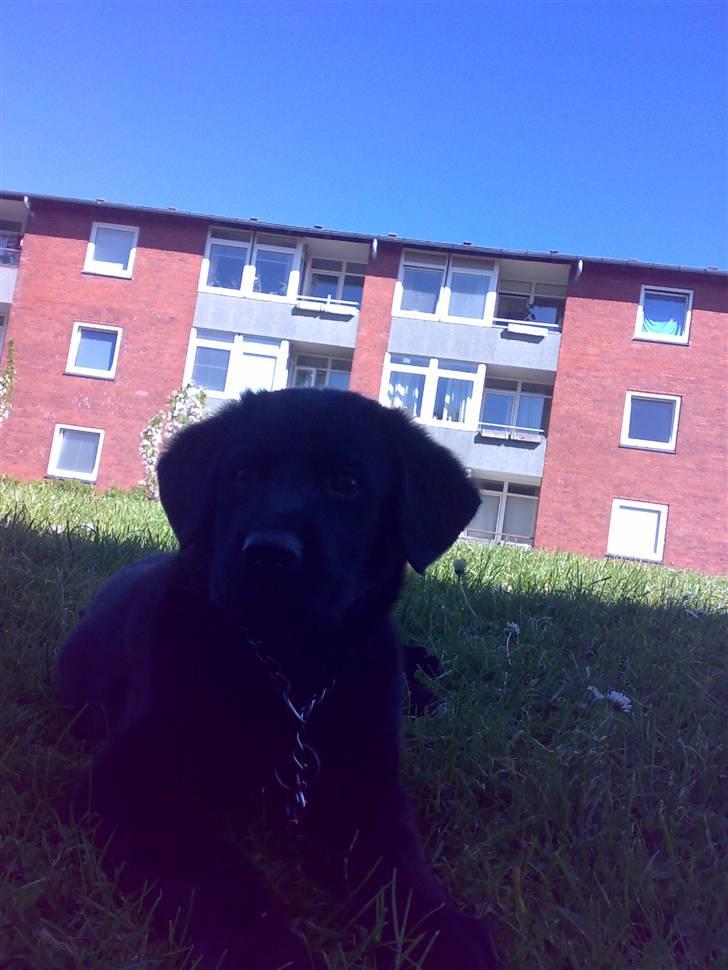 Labrador retriever Bamse <3 R.I.P  - Som jeg er nu :D billede 4