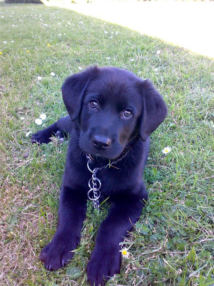 Labrador retriever Bamse <3 R.I.P  - Som jeg er nu :D billede 5