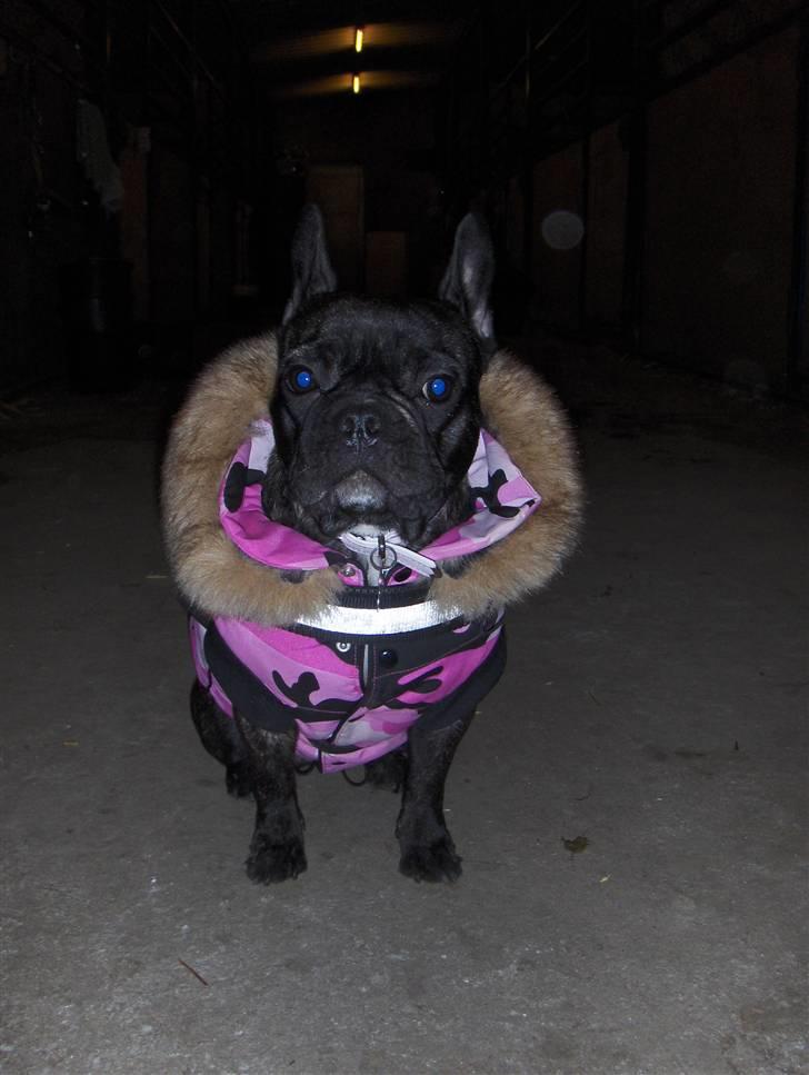 Fransk bulldog Molly - O´rnlig syg hund :p billede 17